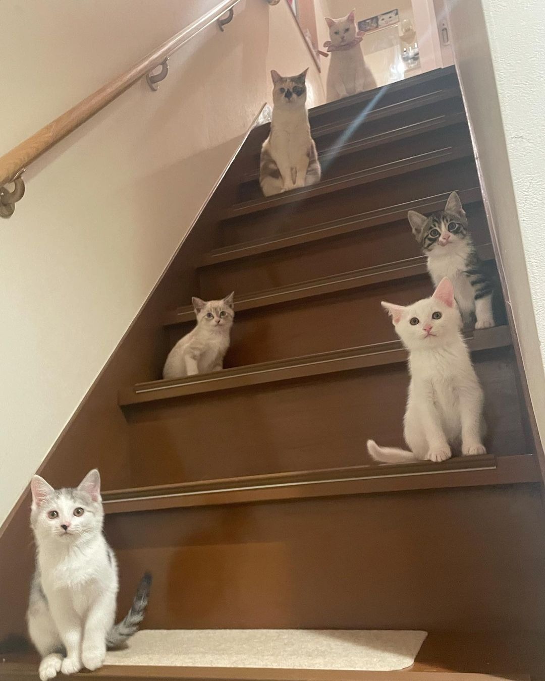 階段に並ぶ猫たち