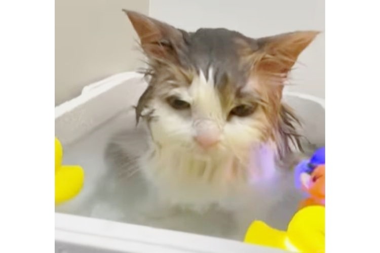 お風呂に入れられた猫