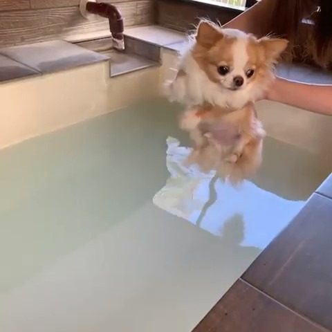 お風呂に入ろうとしている犬