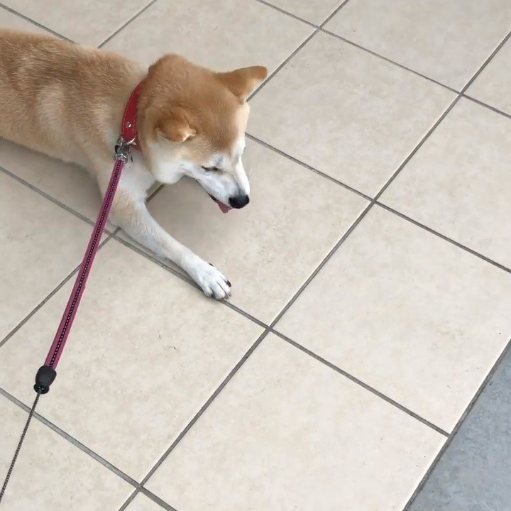 散歩拒否する犬