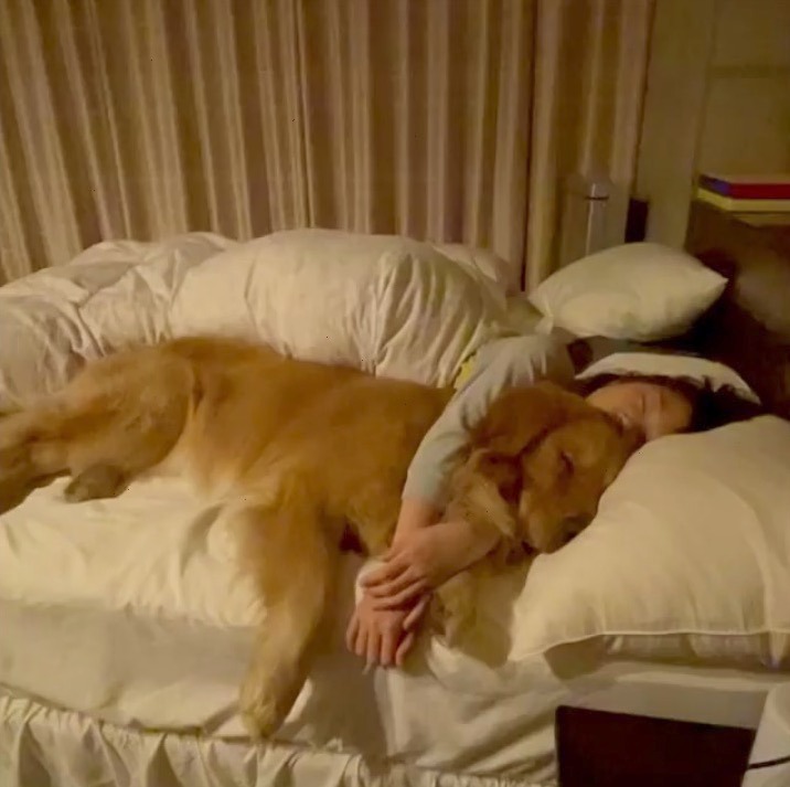 犬　寝かしつけ　抱き枕みたい