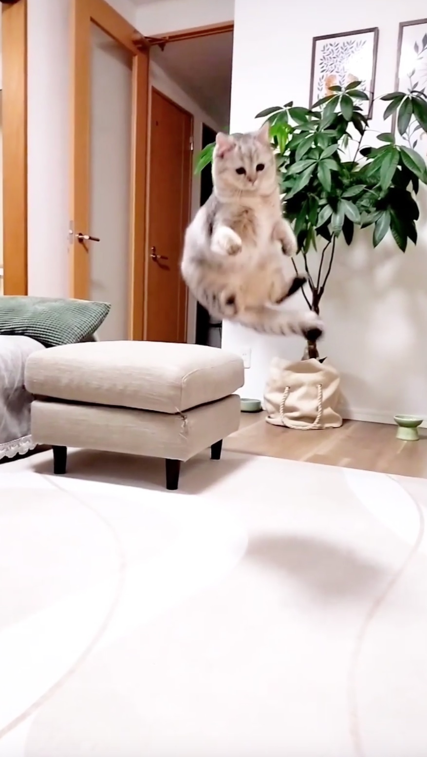 猫　ジャンプ