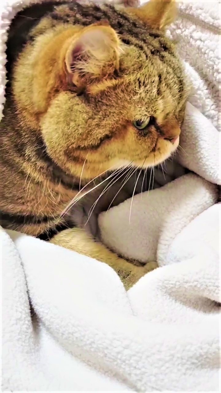 猫　毛布