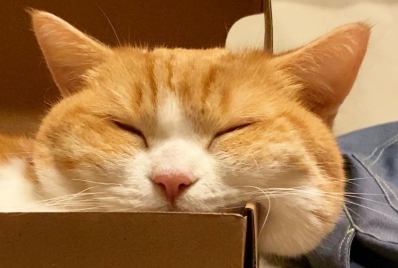 ムニっとこぼれ落ちるほっぺがたまらない♡箱の中で眠るニャンコが可愛すぎ！