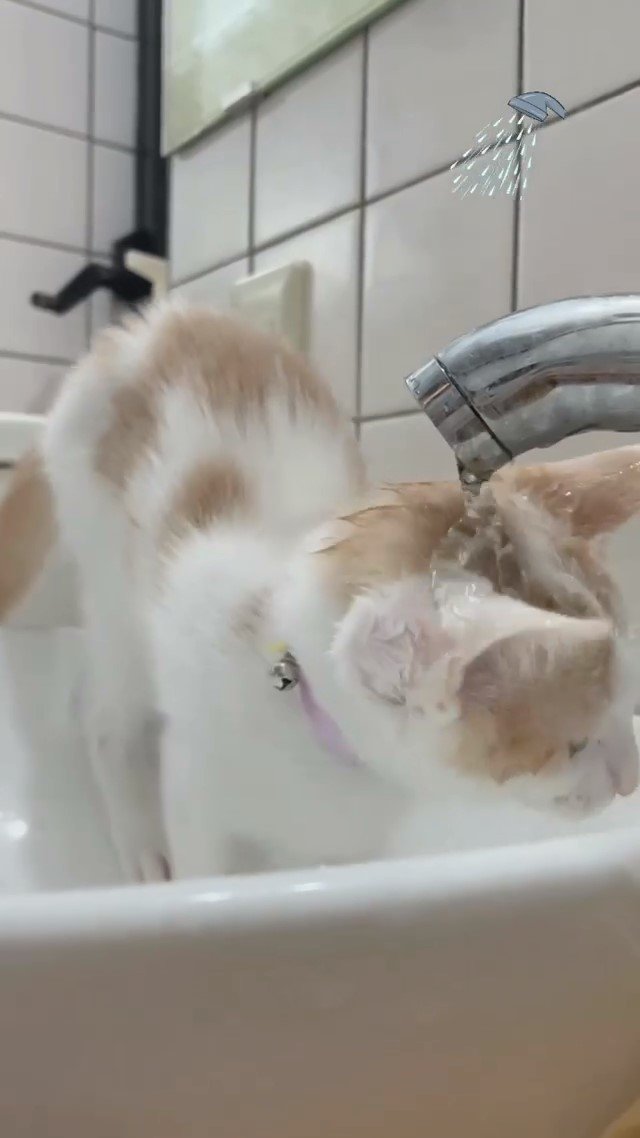 水で遊ぶ猫
