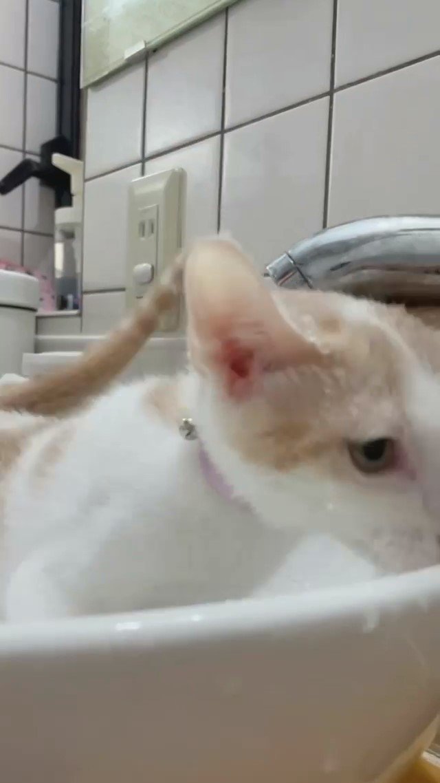 洗面台で遊ぶ猫