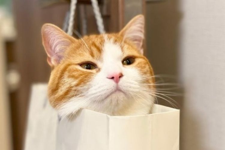 紙袋に入った猫