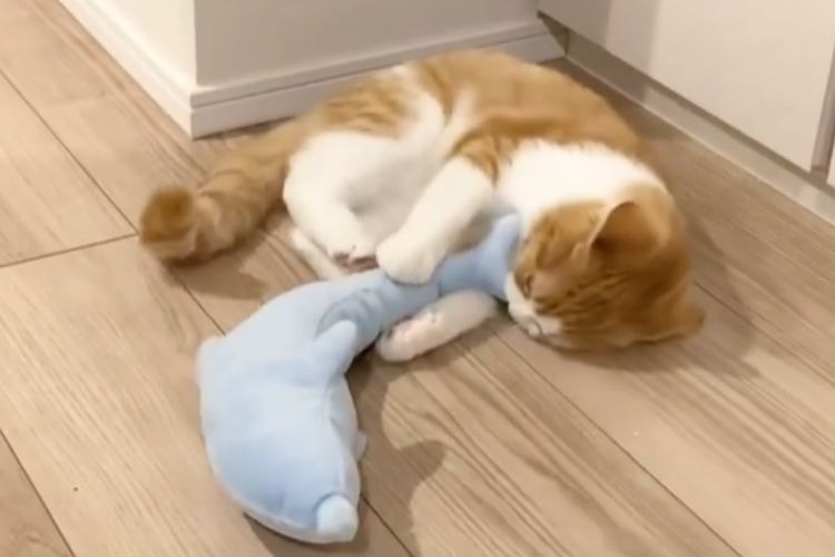 おもちゃで遊ぶ猫