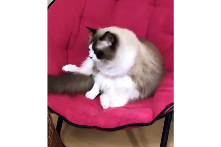 イスに座る猫