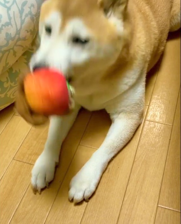 犬　おもちゃを投げる