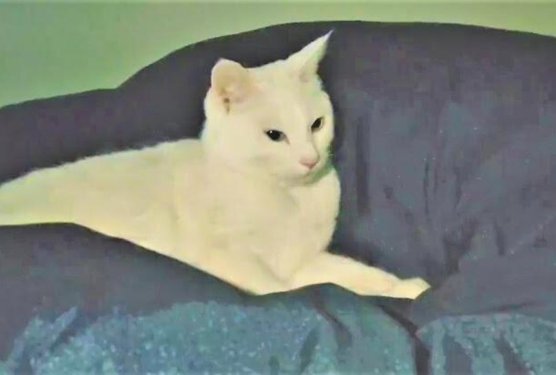 「寝る直前でも関係ないにゃ♪」一瞬で遊びモードになれちゃう白猫くんが可愛い♡