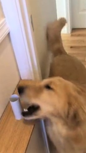 犬　噛む