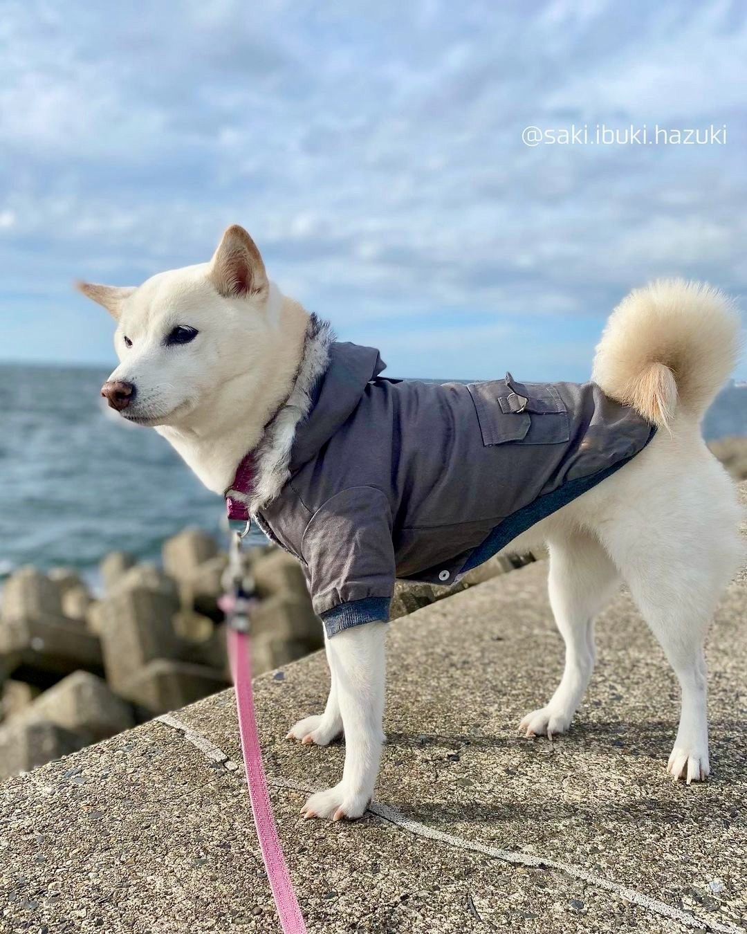 犬　パパと釣りにきた