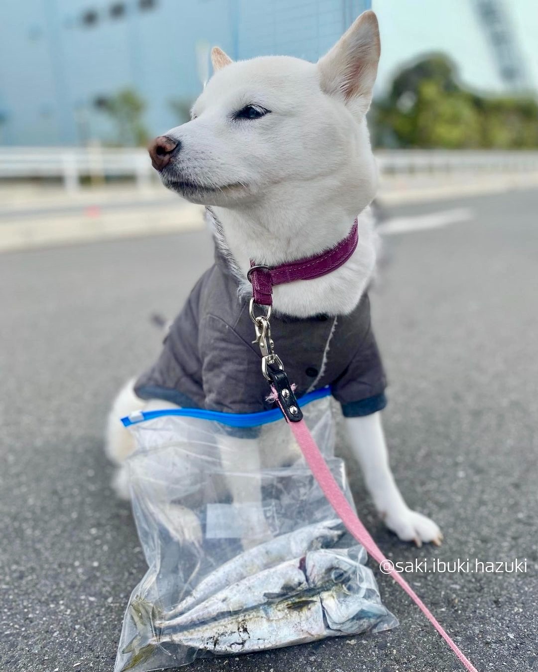 犬　魚　そっぽをむく