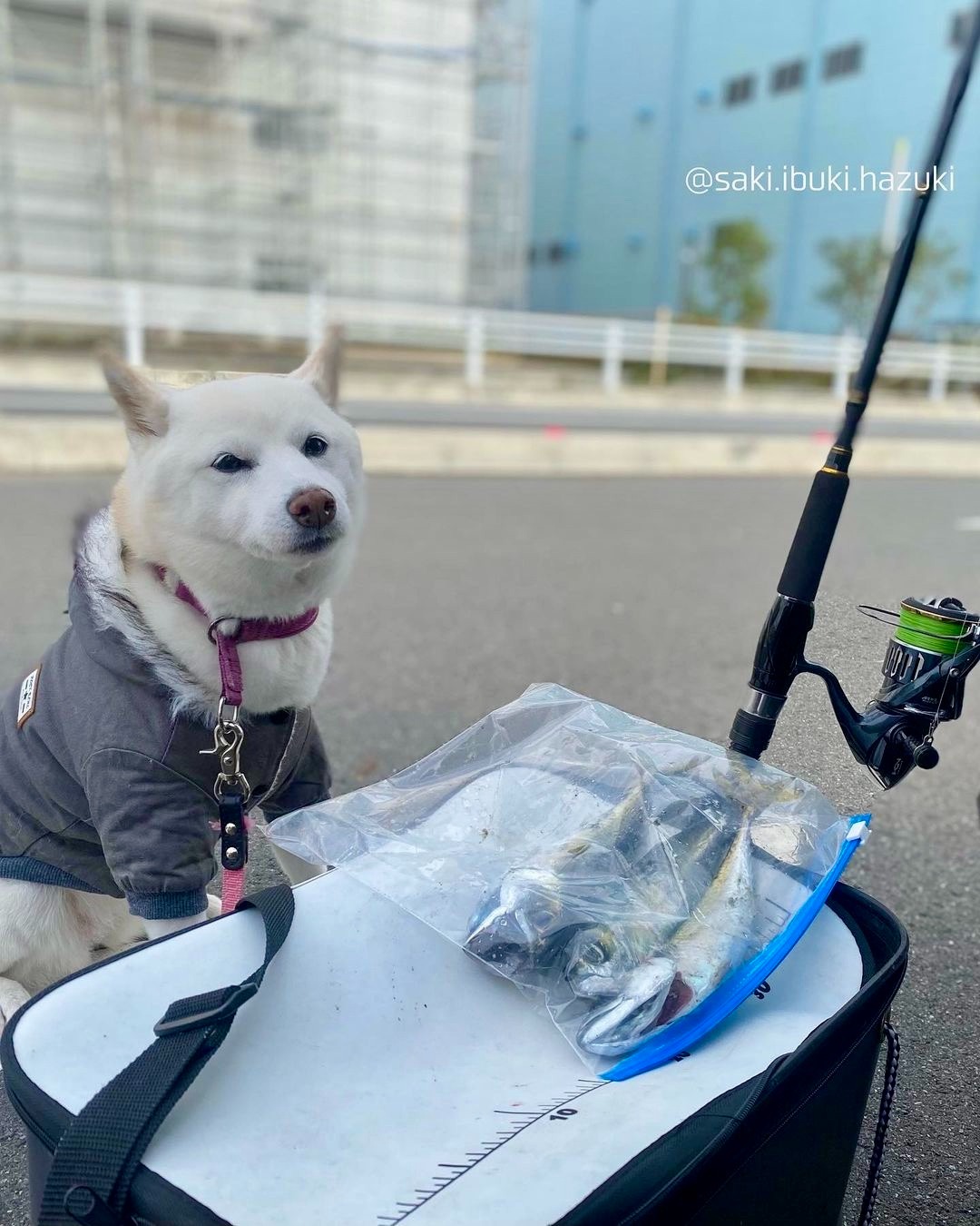 犬　食べ物をもらってカメラ目線