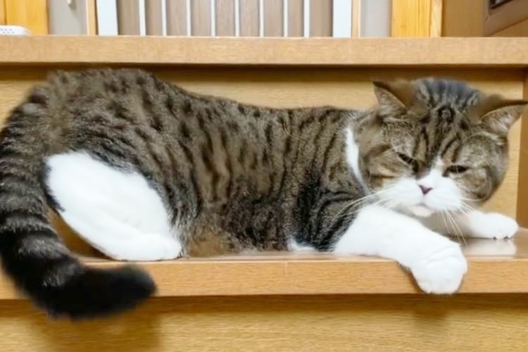階段で寝る猫