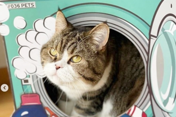洗濯機型のおもちゃに入った猫