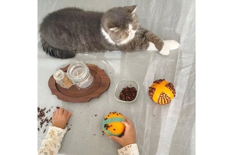 オレンジポマンダーを作る子どもと猫