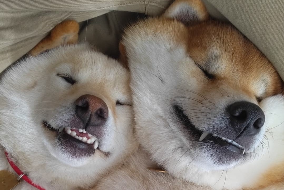 “ニッコリ笑顔”でスヤスヤ～♡柴犬姉妹の幸せそうな寝顔に4.6万人が萌えキュン！