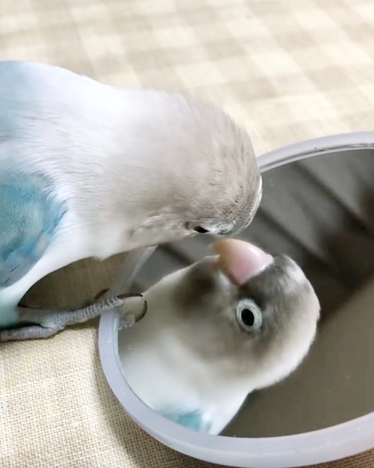 鳥　見る