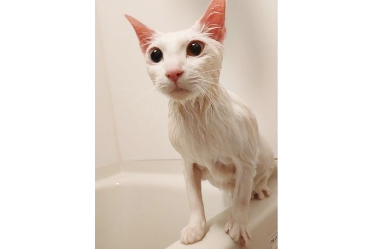 風呂に入る猫