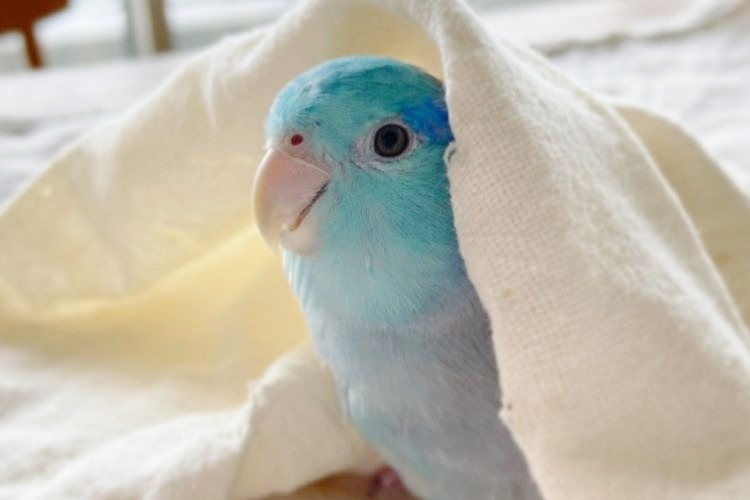 タオルをかぶった青い鳥