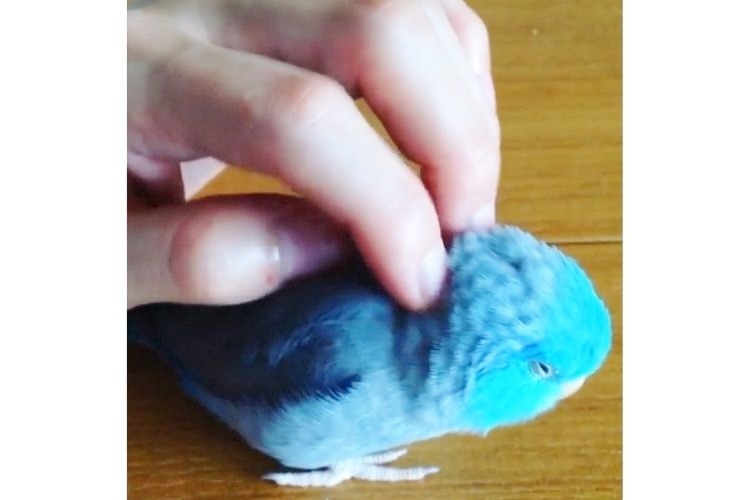 頭部をなでられる青い鳥
