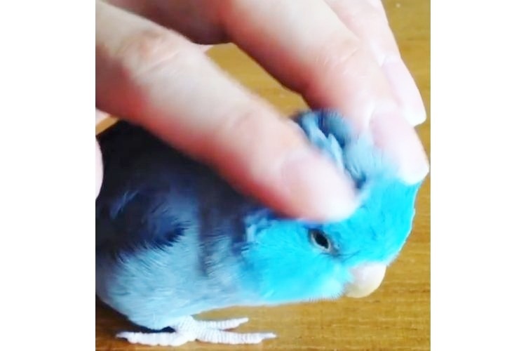 頭部をなでられる青い鳥
