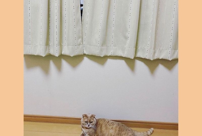 この写真には2匹の猫ちゃんが写っています！どこに隠れているでしょうか？