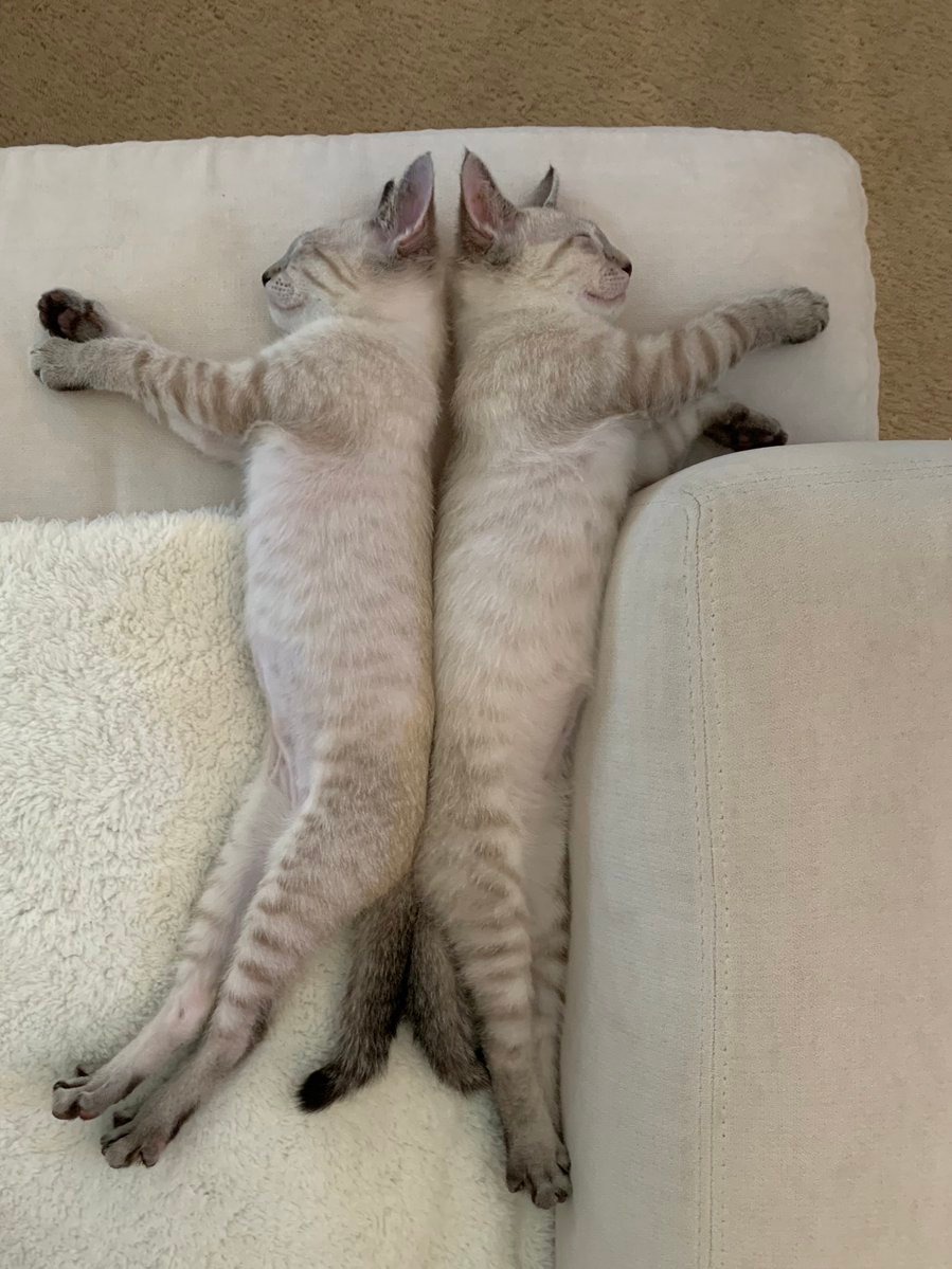 同じ寝相の猫たち