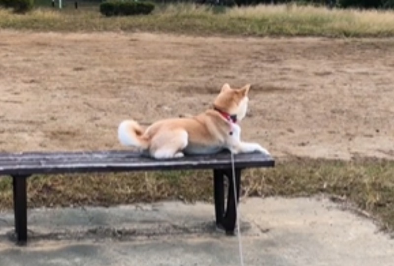 ベンチで休む柴犬