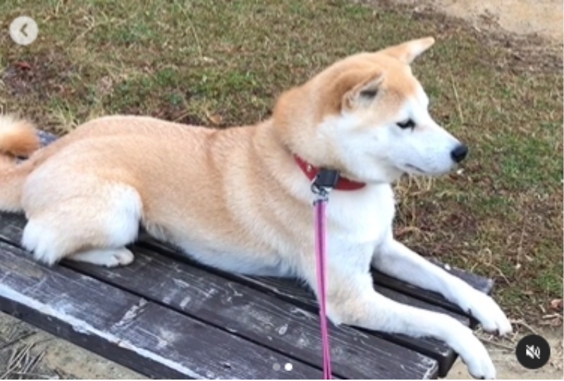 公園のベンチでくつろぐ柴犬さん。間違ってないけど…何かが違う気がする…。