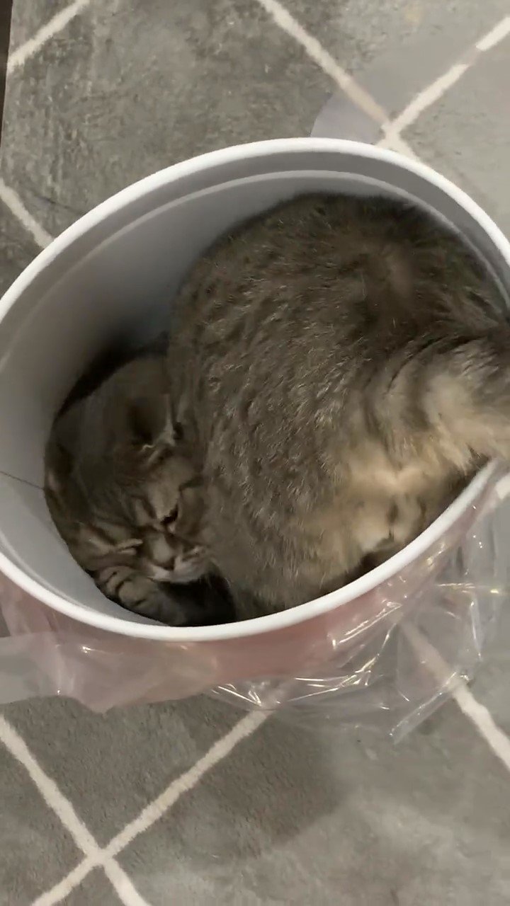 ゴミ箱にハマる猫