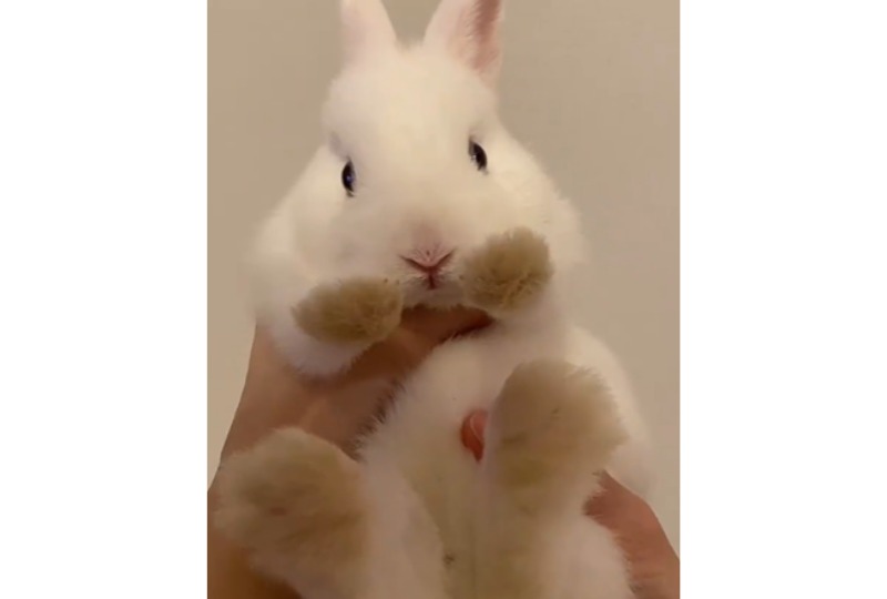 抱っこされるウサギ