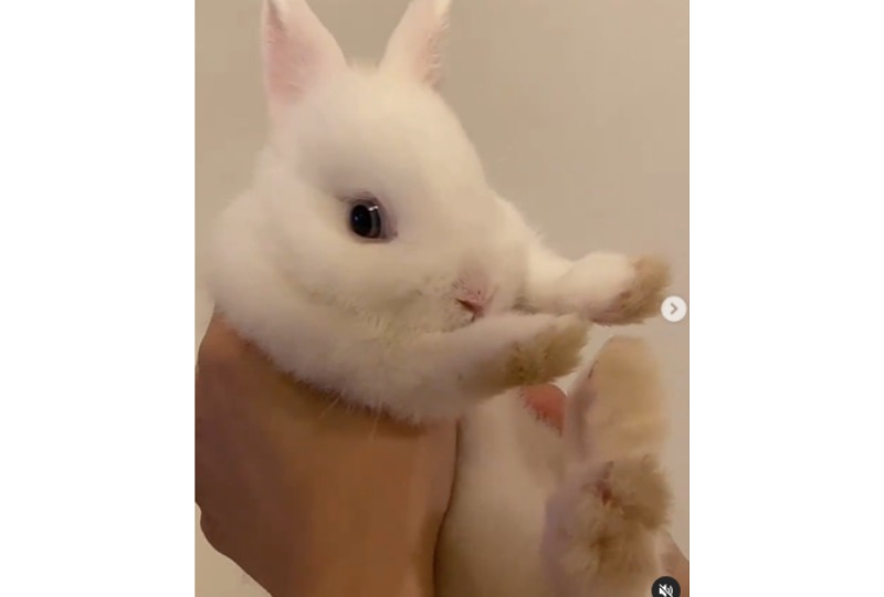 抱っこされるウサギ