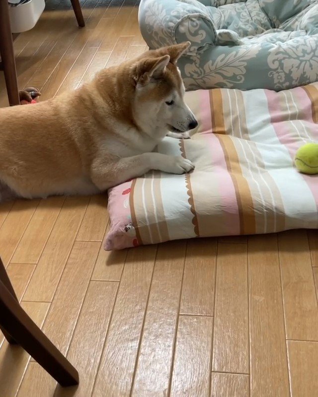 ボールを見つめる犬