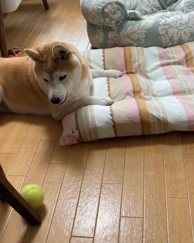 ボールを放り投げる犬