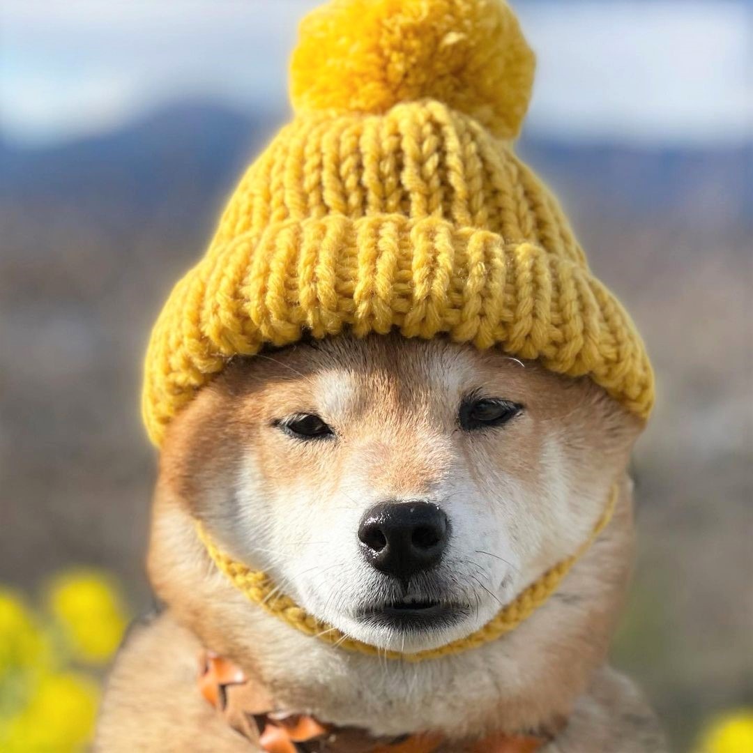 犬　帽子