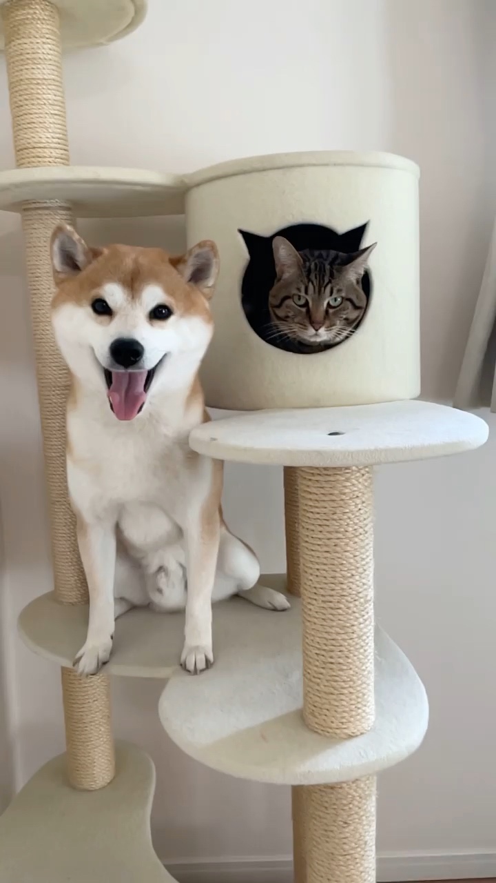 犬猫　キャットタワー