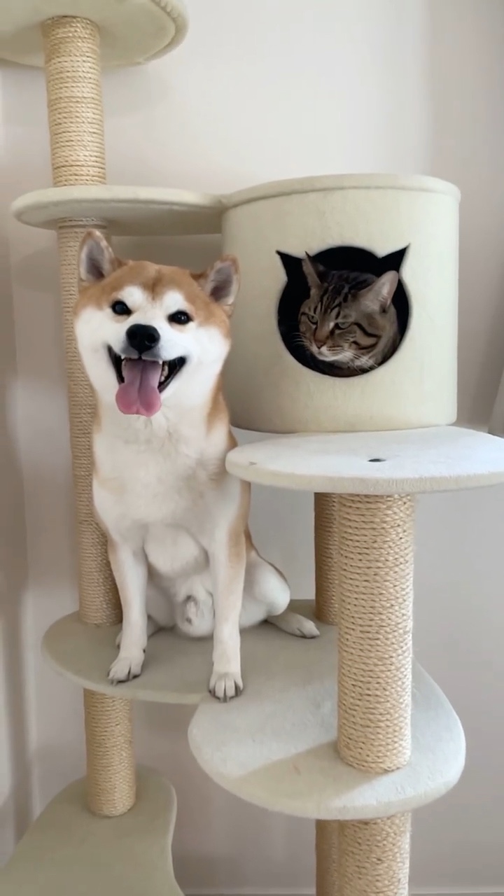 犬猫　キャットタワー