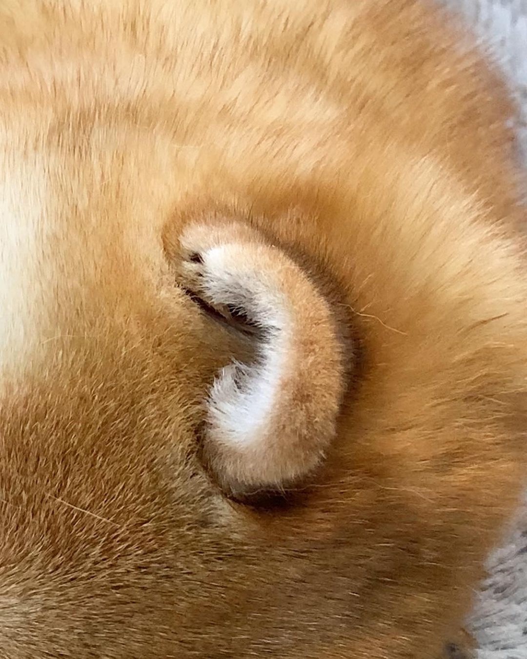 犬　耳