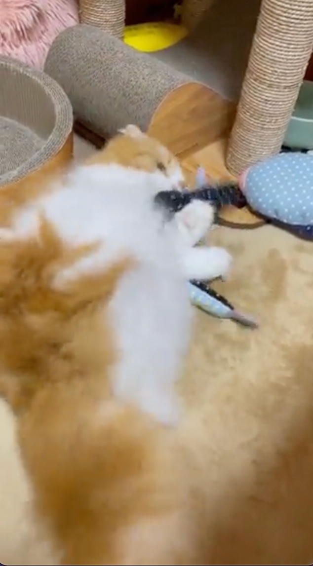 猫　戦う