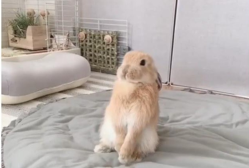 「え、そういくの？！」ウサギさんの伸び方が個性的すぎて何度も見ちゃう！