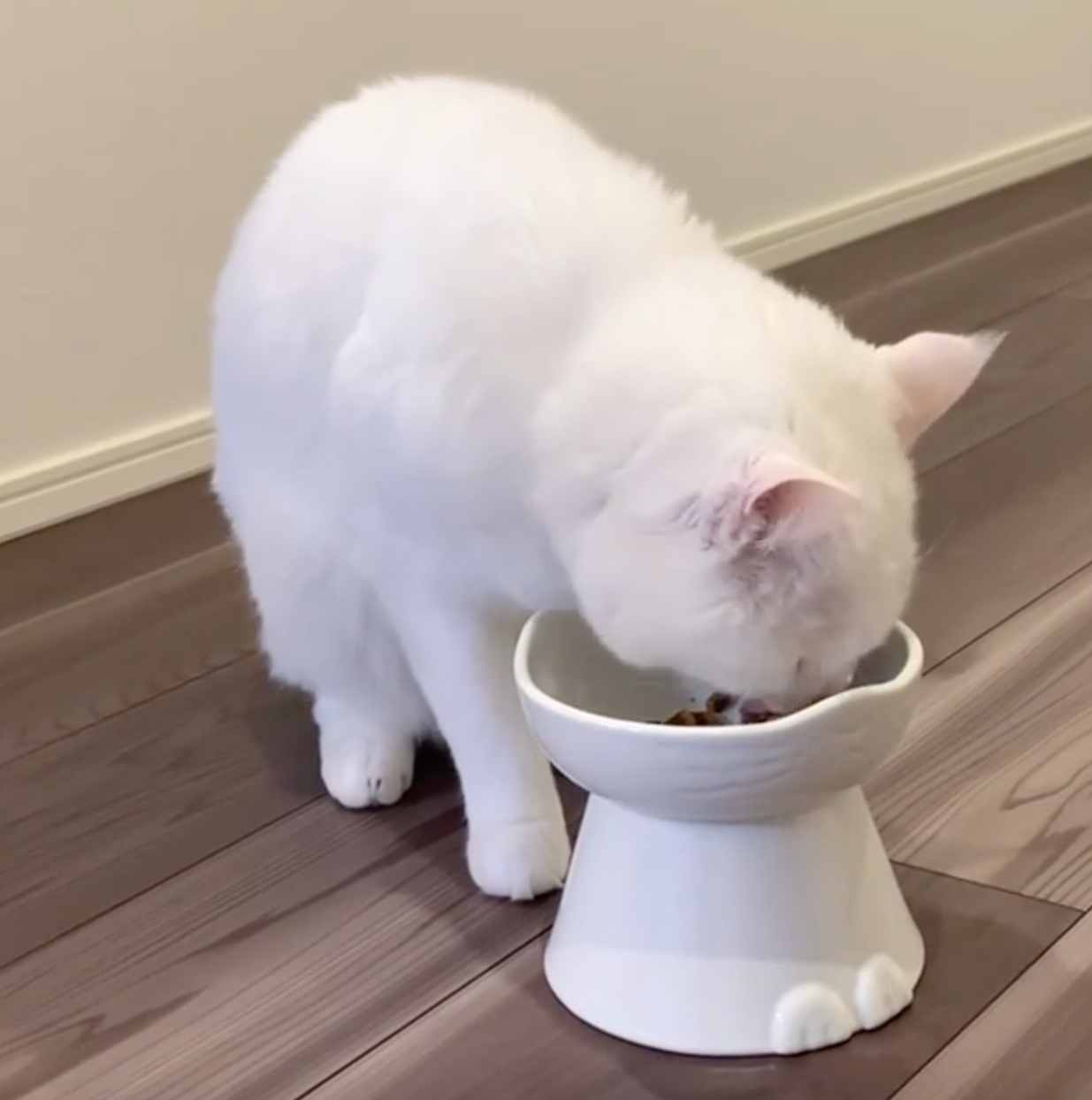 猫　食べる
