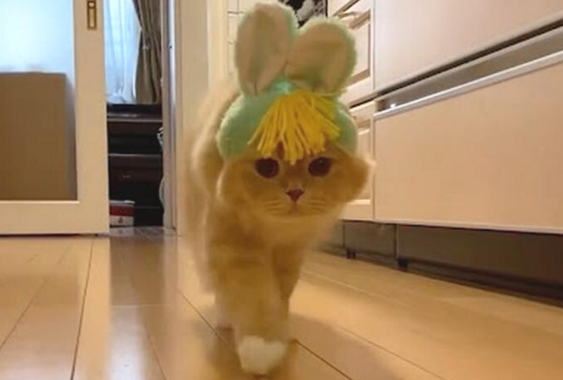 「あっ、忘れたにゃ！」ファッションショーでウサギになりきる猫さんが天然すぎて可愛い