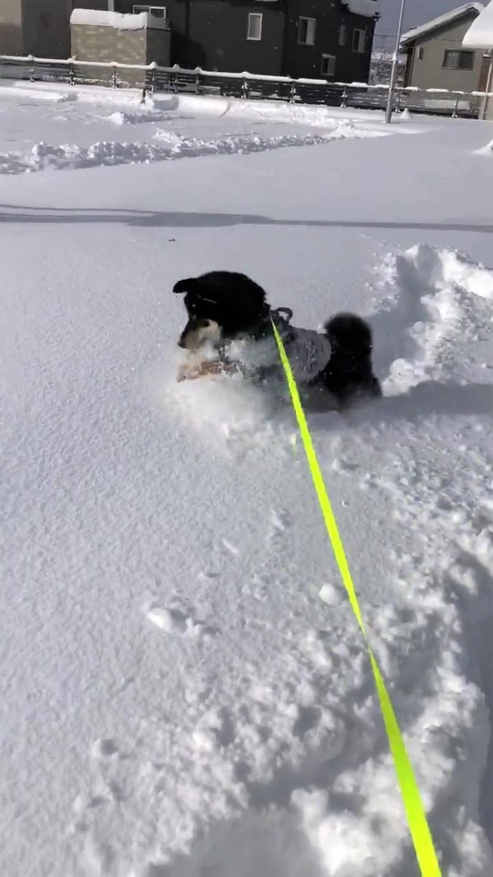 犬　とぶ