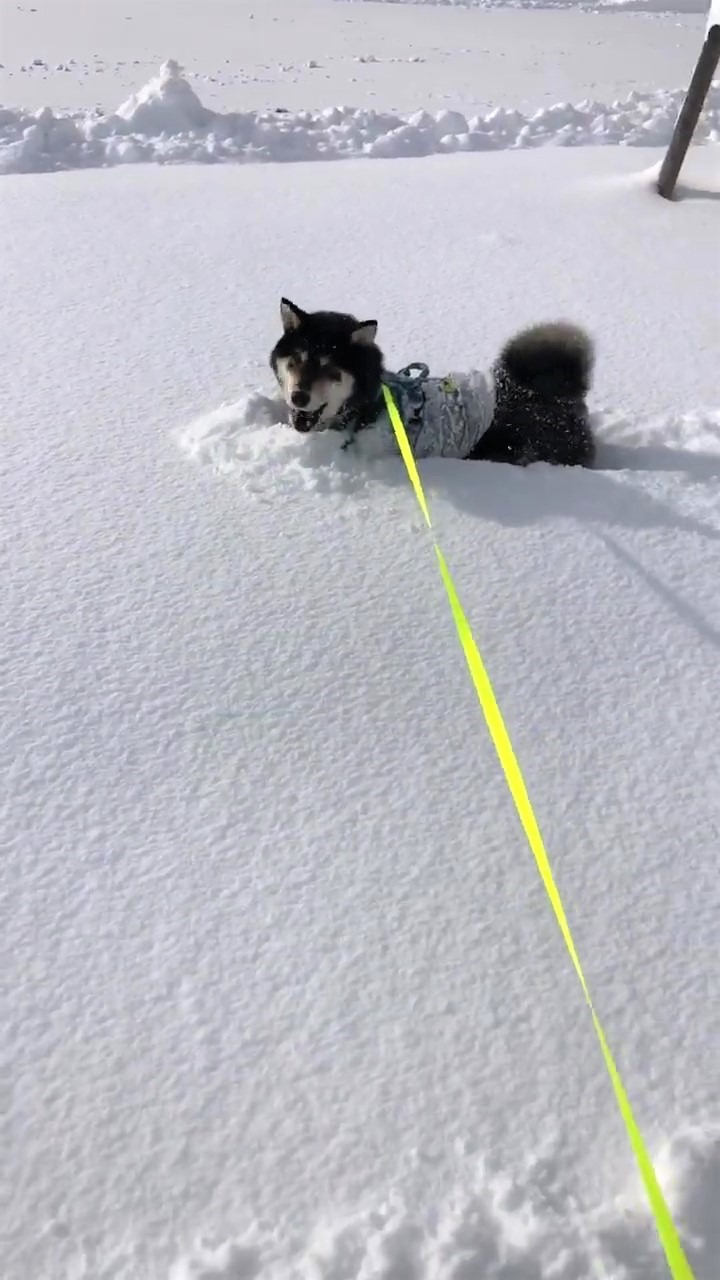 犬　食べる