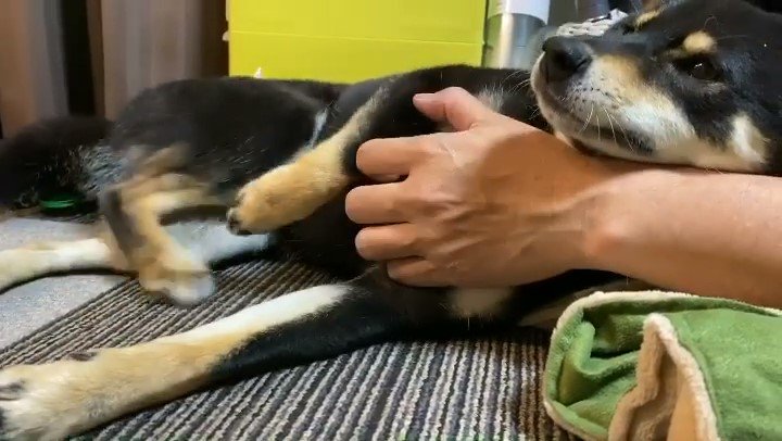 腕枕で寝転ぶ犬