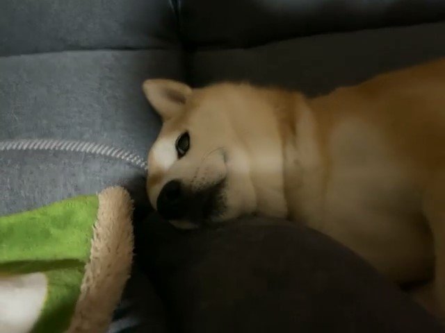 ごろ寝する犬