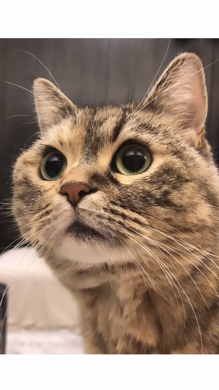 目を丸くする猫
